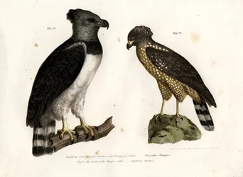 Harpyie, 1864